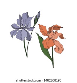 Vector Iris floral botanical flowers. Wild spring leaf wildflower isolated. Black and white engraved ink art. Isolated irises illustration element jn white background.