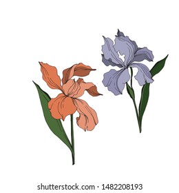 Vector Iris floral botanical flowers. Wild spring leaf wildflower isolated. Black and white engraved ink art. Isolated irises illustration element jn white background.