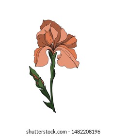 Vector Iris floral botanical flowers. Wild spring leaf wildflower isolated. Black and white engraved ink art. Isolated irises illustration element jn white background.