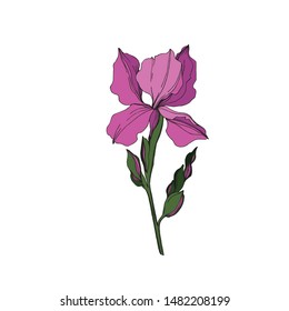 Vector Iris floral botanical flowers. Wild spring leaf wildflower isolated. Black and white engraved ink art. Isolated irises illustration element jn white background.