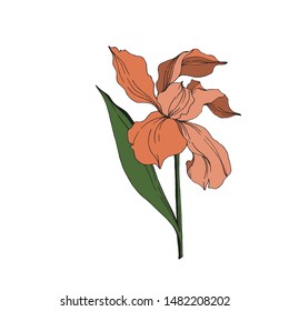 Vector Iris floral botanical flowers. Wild spring leaf wildflower isolated. Black and white engraved ink art. Isolated irises illustration element jn white background.