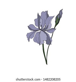 Vector Iris floral botanical flowers. Wild spring leaf wildflower isolated. Black and white engraved ink art. Isolated irises illustration element jn white background.