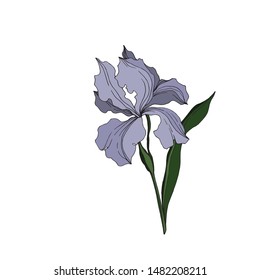 Vector Iris floral botanical flowers. Wild spring leaf wildflower isolated. Black and white engraved ink art. Isolated irises illustration element jn white background.