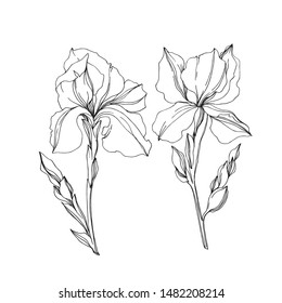 Vector Iris floral botanical flowers. Wild spring leaf wildflower isolated. Black and white engraved ink art. Isolated irises illustration element jn white background.