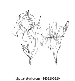 Vector Iris floral botanical flowers. Wild spring leaf wildflower isolated. Black and white engraved ink art. Isolated irises illustration element jn white background.