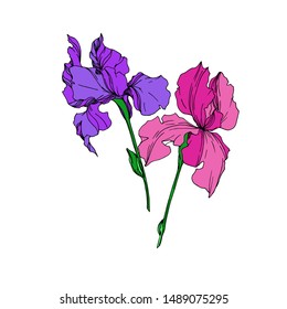 Vector Iris floral botanical flowers. Wild spring leaf wildflower isolated. Black and white engraved ink art. Isolated irises illustration element on white background.