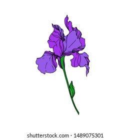 Vector Iris floral botanical flowers. Wild spring leaf wildflower isolated. Black and white engraved ink art. Isolated irises illustration element on white background.