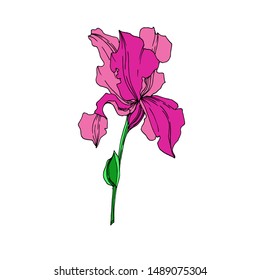 Vector Iris floral botanical flowers. Wild spring leaf wildflower isolated. Black and white engraved ink art. Isolated irises illustration element on white background.