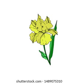 Vector Iris floral botanical flowers. Wild spring leaf wildflower isolated. Black and white engraved ink art. Isolated irises illustration element on white background.