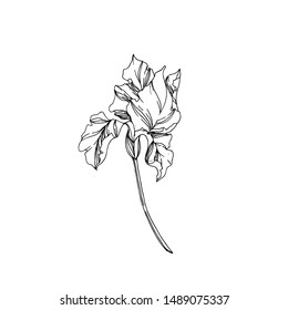 Vector Iris floral botanical flowers. Wild spring leaf wildflower isolated. Black and white engraved ink art. Isolated irises illustration element on white background.