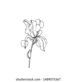 Vector Iris floral botanical flowers. Wild spring leaf wildflower isolated. Black and white engraved ink art. Isolated irises illustration element on white background.