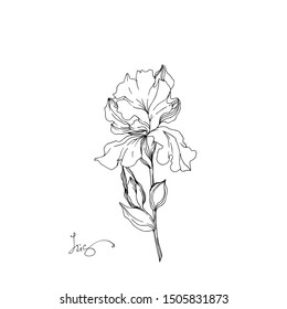 Vector Iris floral botanical flowers. Wild spring leaf wildflower isolated. Black and white engraved ink art. Isolated irises illustration element on white background.