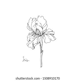 Vector Iris floral botanical flowers. Wild spring leaf wildflower isolated. Black and white engraved ink art. Isolated irises illustration element on white background.