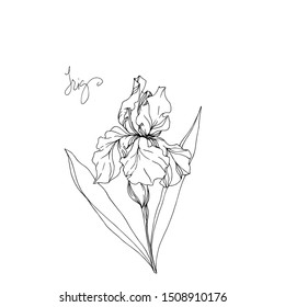 Vector Iris floral botanical flowers. Wild spring leaf wildflower isolated. Black and white engraved ink art. Isolated irises illustration element on white background.
