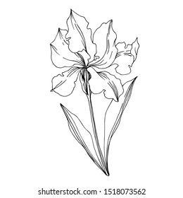 Vector Iris floral botanical flowers. Wild spring leaf wildflower isolated. Black and white engraved ink art. Isolated irises illustration element on white background.