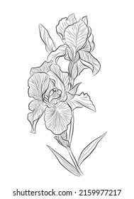 Vector Iris flower botanical line art. Wild spring wildflower isolated. Black and white engraved ink art. Isolated irises illustration element. 