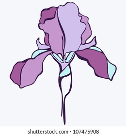 vector iris flower. Vector illustration.