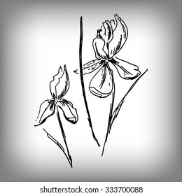 Vector iris flower. Illustration by hand. Monochrome drawing
