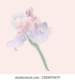 Vector iris flower. Isolated linear element for design, botanical illustration, postcard, poster, print, invitation. Vector illustration.