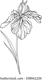 Vector iris flower with leaves. Line art. Linear element for design coloring book, botanical  illustration, card, poster, print, invitation.
