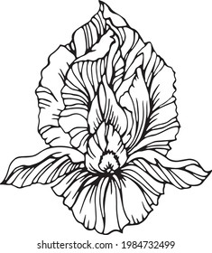 Vector iris flower. Line art. Linear black and white sketch in realistic botany style. Floral element for design coloring book, card, poster, t-shirt print, invitation.