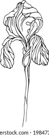 Vector iris flower. Line art. Linear black and white sketch in realistic botany style. Floral element for design coloring book, card, poster, t-shirt print, invitation.