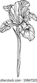 Vector iris flower. Line art. Linear black and white sketch in realistic botany style. Floral element for design coloring book, card, poster, t-shirt print, invitation.