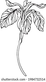 Flor de iris vectorial. Arte de líneas. Dibujo lineal en blanco y negro con un estilo botánico realista. Elemento floral para el diseño coloreado libro, tarjeta, afiche, camiseta impresa, invitación.