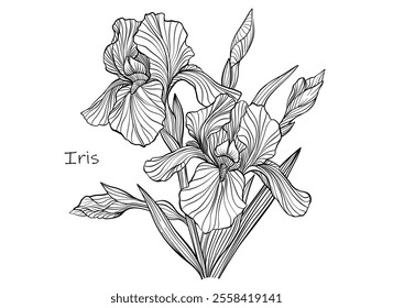 Vector iris flowers, outline floral illustration, black and white botanical sketch on white background.