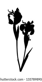 vector iris silhouette isolated on white background