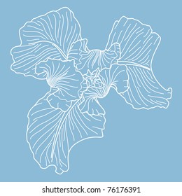 Vector iris in style of lines on a blue background.