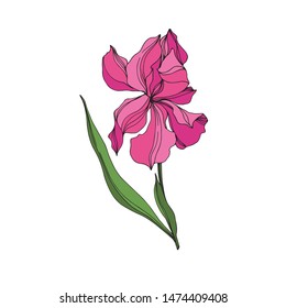 Vector Irises floral botanical flowers. Wild spring leaf wildflower isolated. Pink and green engraved ink art. Isolated irises illustration element on white background.