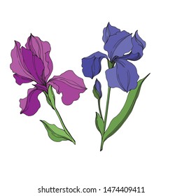 Vector Irises floral botanical flowers. Wild spring leaf wildflower isolated. Blue and purple engraved ink art. Isolated irises illustration element on white background.