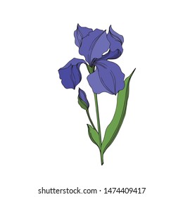 Vector Irises floral botanical flowers. Wild spring leaf wildflower isolated. Blue and green engraved ink art. Isolated irises illustration element on white background.