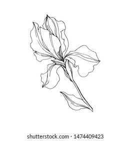 Vector Irises floral botanical flowers. Wild spring leaf wildflower isolated. Black and white engraved ink art. Isolated irises illustration element on white background.