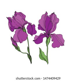 Vector Irises floral botanical flowers. Wild spring leaf wildflower isolated. Purple and green engraved ink art. Isolated irises illustration element on white background.