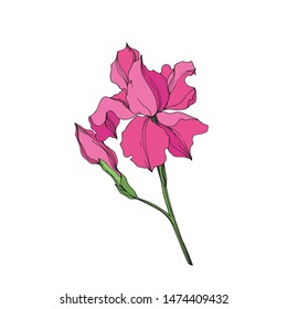 Vector Irises floral botanical flowers. Wild spring leaf wildflower isolated. Pink and green engraved ink art. Isolated irises illustration element on white background.