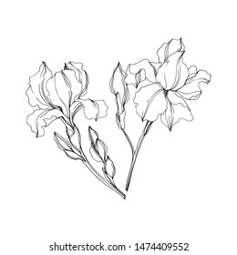 Vector Irises floral botanical flowers. Wild spring leaf wildflower isolated. Black and white engraved ink art. Isolated irises illustration element on white background.