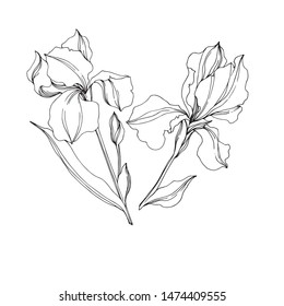Vector Irises floral botanical flowers. Wild spring leaf wildflower isolated. Black and white engraved ink art. Isolated irises illustration element on white background.