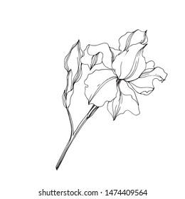 Vector Irises floral botanical flowers. Wild spring leaf wildflower isolated. Black and white engraved ink art. Isolated irises illustration element on white background.