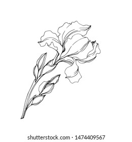 Vector Irises floral botanical flowers. Wild spring leaf wildflower isolated. Black and white engraved ink art. Isolated irises illustration element on white background.