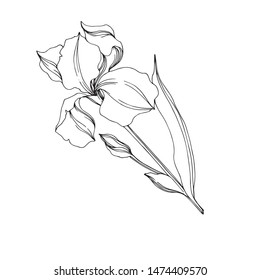 Vector Irises floral botanical flowers. Wild spring leaf wildflower isolated. Black and white engraved ink art. Isolated irises illustration element on white background.