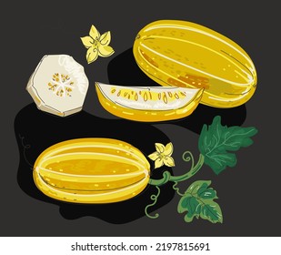 Vector iset llustration of korean melon ahd  slices, chamoe leaves. 