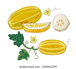 Vector iset llustration of korean melon ahd  slices, chamoe leaves. 