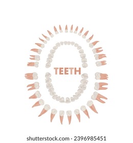 Vector isolate flat illumination of Types and location of adult human teeth. Oral cavity, human dental system with lower and upper jaw poster. Molar premolar canine incisor.Dentist infographic banner.