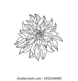 Vector Isolated Aster Flower Blossom Line Stock Vector (Royalty Free ...