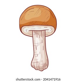 Vector isolated autumn doodle illustration of forest edible porcini mushroom in outline style.