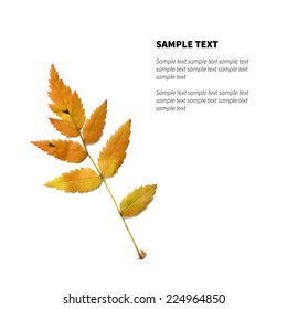 Vector isolated autumn leaves on the white background with place for text