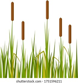 Vector Isolated Beautiful Reed Illustration Stock Vector (Royalty Free ...