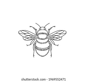 Vector isolated bee bumblebee line drawing. Colorless contour bee bumblebee insect graphic sketch.